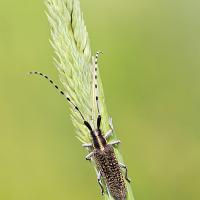 Longhorn Beetle - Agapanthea villosoviridescens 3 